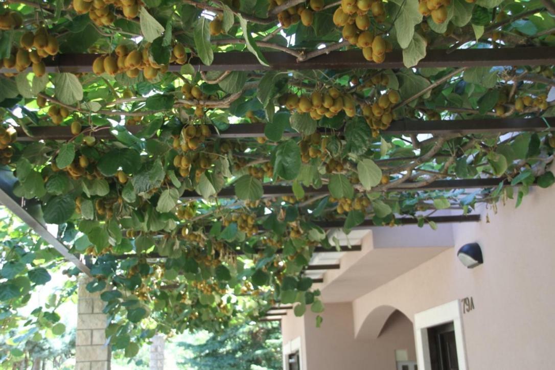 Premantura Olive Garden Villa Exterior photo
